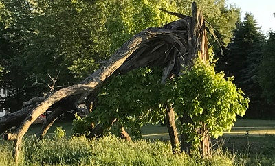 If The Tree Falls